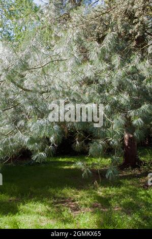 Pinus Wallichiana oder Bhutan Pine ein koniuferöser immergrüner Baum mit graugrünen bis graublauen Blättern oder Nadeln und ist auch Himalaya-Kiefer voll winterhart Stockfoto