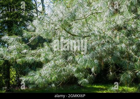 Pinus Wallichiana oder Bhutan Pine ein koniuferöser immergrüner Baum mit graugrünen bis graublauen Blättern oder Nadeln und ist auch Himalaya-Kiefer voll winterhart Stockfoto