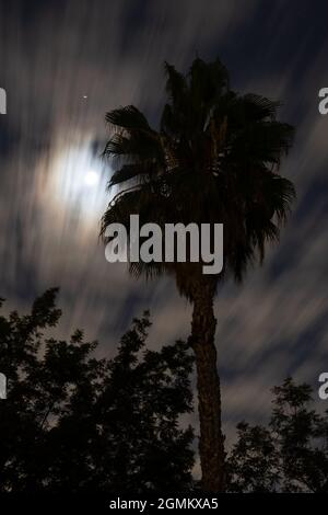 Gruseliges Bild von Vollmond und Wolken, die sich hinter einer Palme bewegen Stockfoto