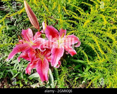 Orientalische Lilie, blühende Pflanze, dahinter kanadische Goldrute (Silidago canadiensis) Stockfoto