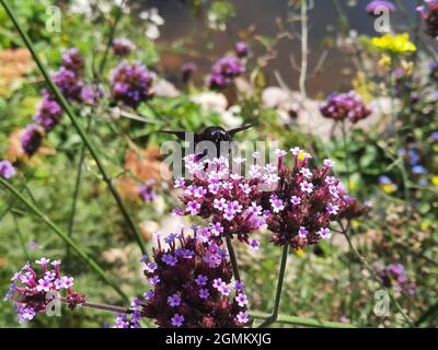 Zimmermannsbiene (Xylocopa sp.) auf einem argentinischen Vervain oder Purptop Vervain (Verbena bonariensis) Stockfoto