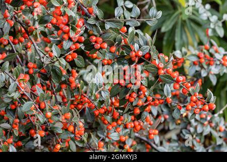 Cotoneaster simonsii Beeren im Herbst Stockfoto