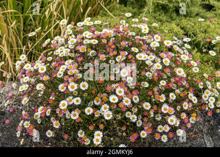 Die Masse des Erigeron karvinskianus blüht im Sommer Stockfoto