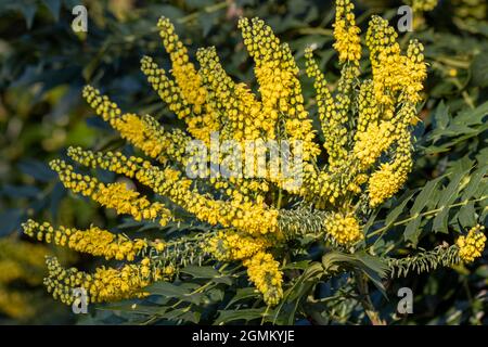 Nahaufnahme der Mahonia napulensis Blüten Stockfoto