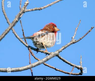 Ein Purpurfink (Haemorhous pureus) steht im Frühsommer auf einem Baum. - Newburyport, Massachusetts Stockfoto