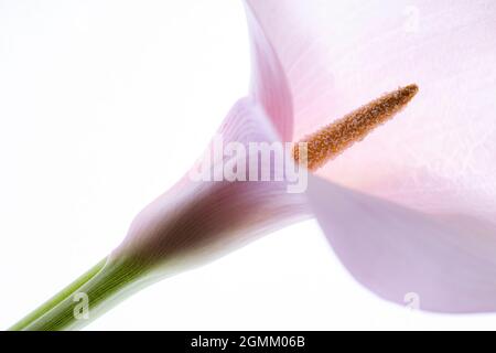ELEGANTE Calla Lilie oder Seerose, auf weißem Hintergrund Stockfoto