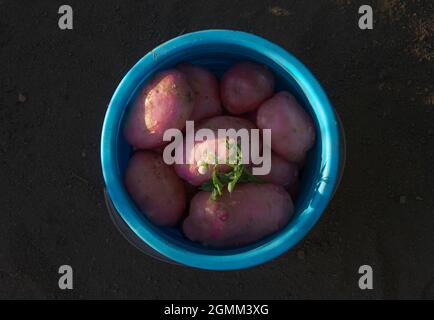 Kartoffelernte. Neuernte der Rotkartoffelknollen auf der Datscha. Landwirtschaftlicher Hintergrund mit Kopierraum. Erntezeit Stockfoto