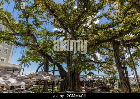 Wunderschöner banyan Tree am Waikiki Beach in Honolulu, Oahu, Hawaii Stockfoto