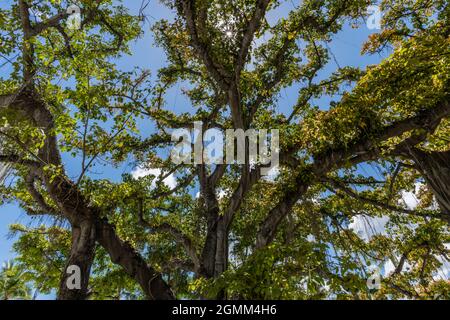 Die Sonne scheint durch den wunderschönen banyan-Baum am Waikiki Beach in Honolulu, Oahu, Hawaii Stockfoto