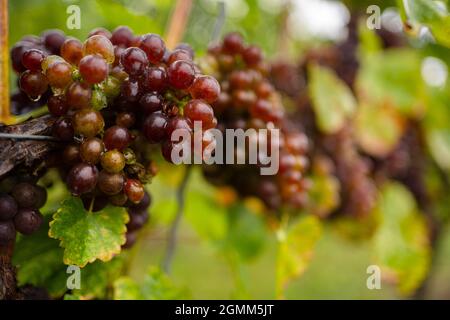 16. September 2021, Bayern, Thüngersheim: Trauben der Sorte 'Blauer Silvaner' hängen an einer Rebe. Diese Rebsorte 'Blauer Silvaner', die bisher nur Experten bekannt und sonst vergessen wurde, ist von der Slow Food Organisation in die 'Arche des Geschmacks' aufgenommen worden. Foto: Nicolas Armer/dpa Stockfoto