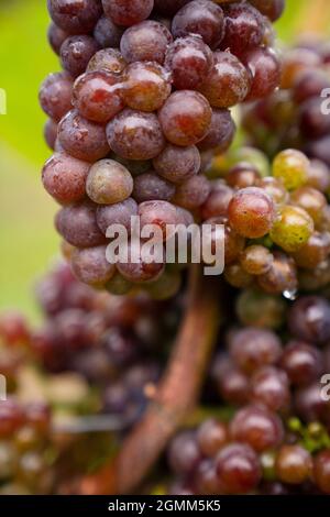 16. September 2021, Bayern, Thüngersheim: Trauben der Sorte 'Blauer Silvaner' hängen an einer Rebe. Diese Rebsorte 'Blauer Silvaner', die bisher nur Experten bekannt und sonst vergessen wurde, ist von der Slow Food Organisation in die 'Arche des Geschmacks' aufgenommen worden. Foto: Nicolas Armer/dpa Stockfoto