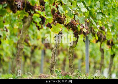 16. September 2021, Bayern, Thüngersheim: Trauben der Sorte 'Blauer Silvaner' hängen an einer Rebe. Diese Rebsorte 'Blauer Silvaner', die bisher nur Experten bekannt und sonst vergessen wurde, ist von der Slow Food Organisation in die 'Arche des Geschmacks' aufgenommen worden. Foto: Nicolas Armer/dpa Stockfoto