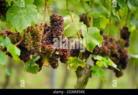 16. September 2021, Bayern, Thüngersheim: Trauben der Sorte 'Blauer Silvaner' hängen an einer Rebe. Diese Rebsorte 'Blauer Silvaner', die bisher nur Experten bekannt und sonst vergessen wurde, ist von der Slow Food Organisation in die 'Arche des Geschmacks' aufgenommen worden. Foto: Nicolas Armer/dpa Stockfoto