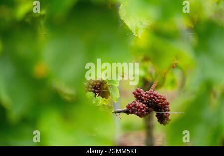 16. September 2021, Bayern, Thüngersheim: Trauben der Sorte 'Blauer Silvaner' hängen an einer Rebe. Diese Rebsorte 'Blauer Silvaner', die bisher nur Experten bekannt und sonst vergessen wurde, ist von der Slow Food Organisation in die 'Arche des Geschmacks' aufgenommen worden. Foto: Nicolas Armer/dpa Stockfoto