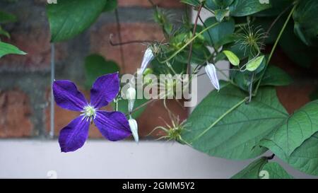 Italienische Clematis wächst in einem Sommergarten Stockfoto