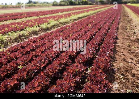 Roter Salat wächst auf der Plantage Stockfoto