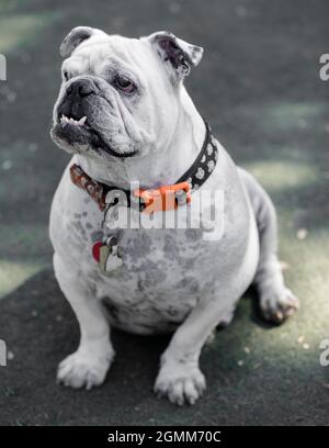 10-jährige Blue Merle Englische Bulldogge sitzt und schaut weg. Hundepark an der Leine in Nordkalifornien. Stockfoto