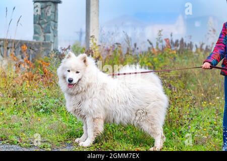 Flauschiger Hund, eine samoyed Husky Rasse, ein arktischer Pommern Stockfoto