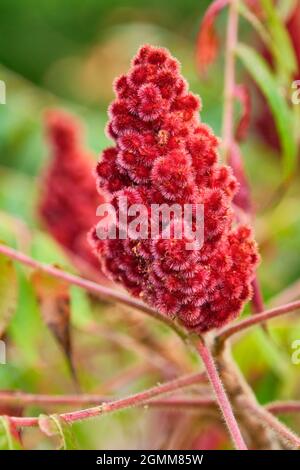 Leuchtend rote Frucht von Staghorn sumac, Rhus typhina aus der Nähe fotografiert. Stockfoto