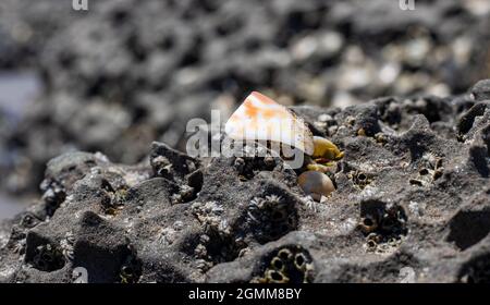 Ein Stück zerbrochene Muschel auf einem rauen schwarzen Felsen nahe dem Meeresstrand Nahaufnahme mit selektivem Fokus Stockfoto