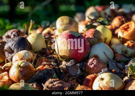 Roter Apfel in einem Haufen mit verfaulten und beschädigten Äpfeln. Garten- und Lebensmittelabfälle, Kompost. Stockfoto