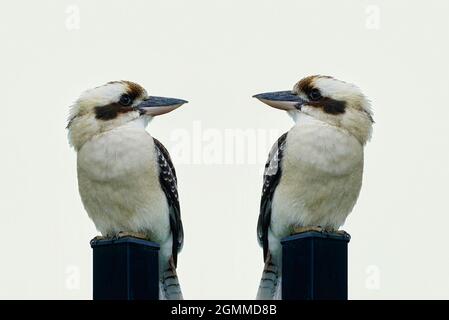 Zwei Kookaburra sitzen auf einem Pfosten und schauen sich gegenseitig an und auf weißem Hintergrund Stockfoto
