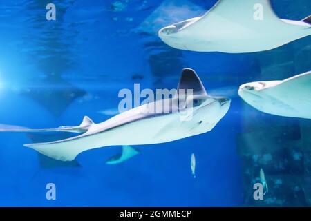 Mehrere Stachelrochen und andere Fische schwimmen im Aquarium Stockfoto