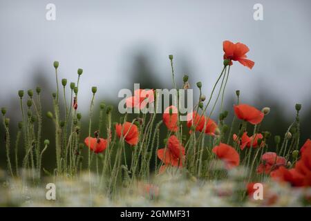 Gemeine Mohnblumen an einem Straßenrand im Sommer-Kopierraum Stockfoto