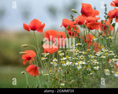 Gemeine Mohnblumen an einem Straßenrand im Sommer-Kopierraum Stockfoto