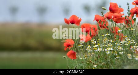 Gemeine Mohnblumen an einem Straßenrand im Sommer-Kopierraum Stockfoto