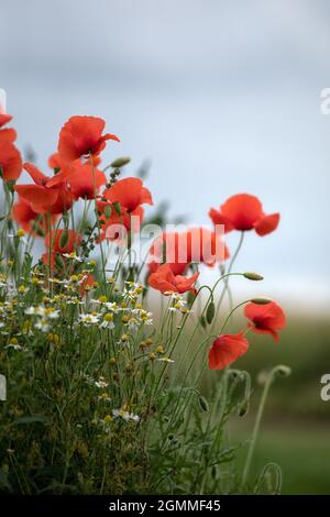 Gemeine Mohnblumen an einem Straßenrand im Sommer-Kopierraum Stockfoto