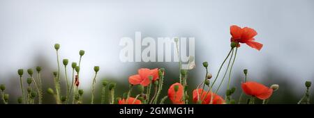 Panoramablick auf die Mohnblumen an einem Straßenrand im Sommer Stockfoto