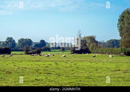 Grünes Feld mit weidenden Schafen in der Nähe von York, England Stockfoto