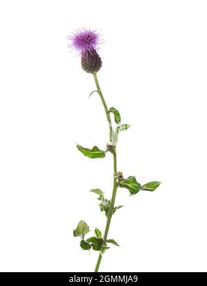 Blühender Kriechdistel (Cirsium Arvense) isoliert auf weißem Hintergrund. Selektiver Fokus. (Kanadische Distel, Wegdistel) Stockfoto