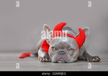 Niedlicher französischer Bulldogge mit roten Teufelshörnern, Schwanz und Fliege Halloween Kostüm vor grauem Hintergrund Stockfoto