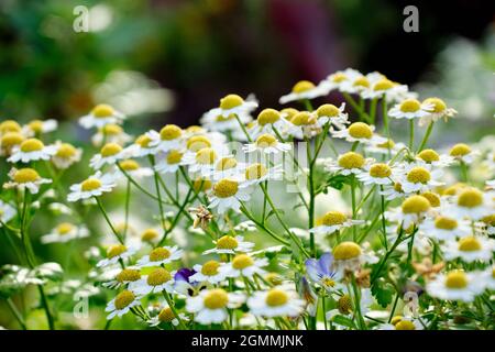 Nahaufnahme der Kamille ein wenig gelblich-weiße Blüten im Sommerfeld Stockfoto