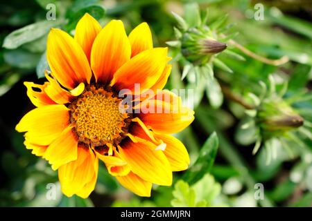 Gazania Blume oder afrikanische Gänseblümchen in einem Garten Stockfoto