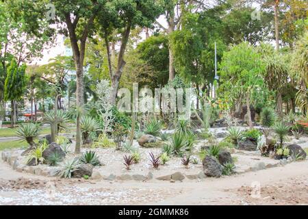 Einige Kakteen werden im Park in Ho Chi Minh City, Vietnam, angebaut Stockfoto