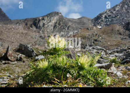 Die kleinste Distel wächst in den Alpen Stockfoto