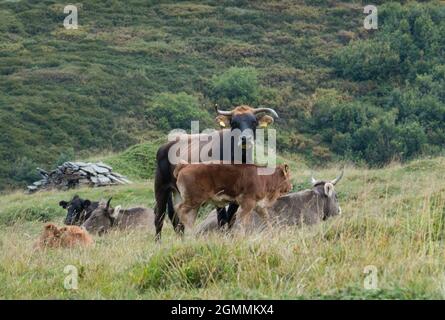 Kühe und Kälber verschiedener Rassen auf einer Alm in der Schweiz Stockfoto