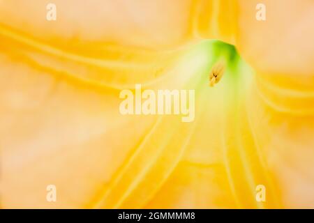 In einer gelben Brugmansia Sanguinea oder Engelstrompete, die ein abstraktes Blumenbild schafft. Hochwertige Fotos Stockfoto