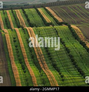 Streifen mit Obstbäumen als Schutz gegen Soilderosion, Südmähren, Tschechische republik Stockfoto