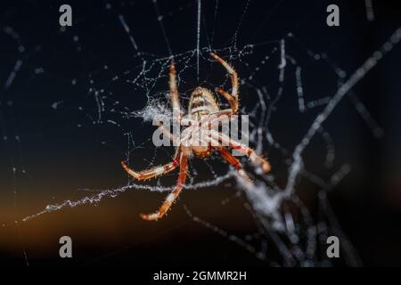 Nahaufnahme des Spinnennetzes der Golden Orb Spinne Stockfoto