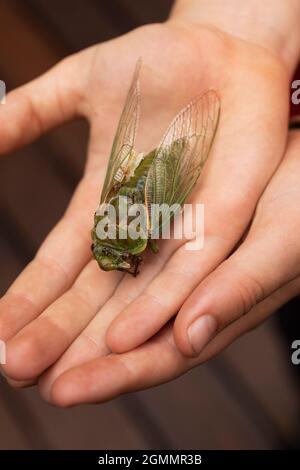 Nahaufnahme großer toter grüner Cicada in der Hand Stockfoto