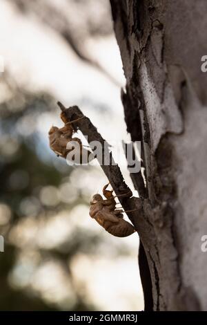 Zwei braune Cicada-Schalen auf Baumstammrinde Stockfoto