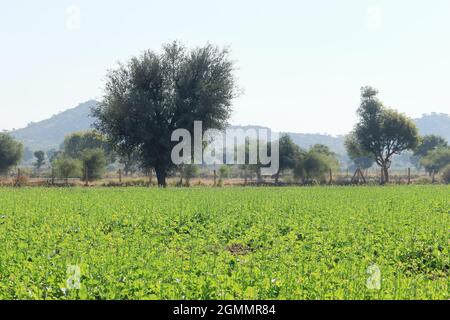 Nahaufnahme der Senfernte mit gelben Blüten auf dem Feld Stockfoto