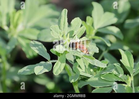 Close-up von Bee sammelt frischen Bio-Honig und Bienenwachs aus weißen Bockshornklee Blume. Stockfoto