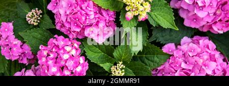 Leuchtend rosa Blüten der Hortensien aus nächster Nähe. Hortensia macrophylla Strauch. Hortensia floralen Hintergrund. Stockfoto
