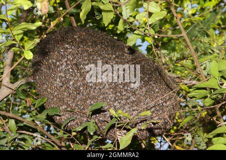 Nahaufnahme Eines Bienenstocks, der an einem Baumzweig hängt, in dem eine große Anzahl von Bienen ruht Stockfoto