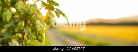 Frische grüne Hopfenzapfen wachsen auf der Rebe. Hop-Banner. Zutaten zum Bierbrauen. Stockfoto